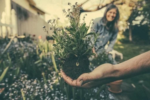 All about Happy Mind and Happy Life 8 plant 1 - The Internet Stud