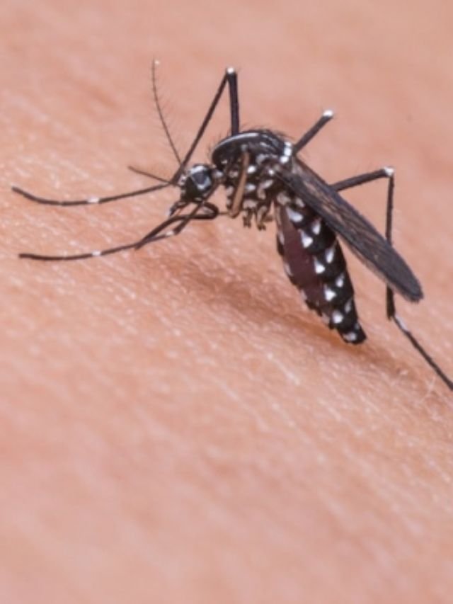 What Is Zika Virus?? First Case Found In Karnataka.