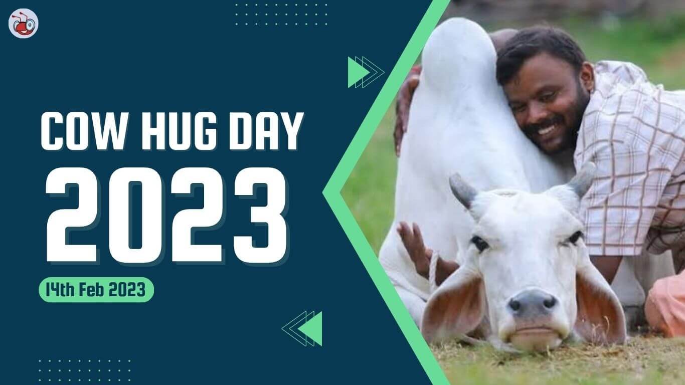 Cow Dat What Is Cow Hug Day 2023? How To Celebrate Cow Hug Day?