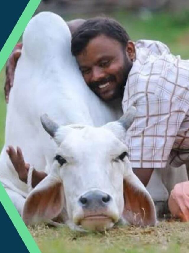 Cow hug day 2023